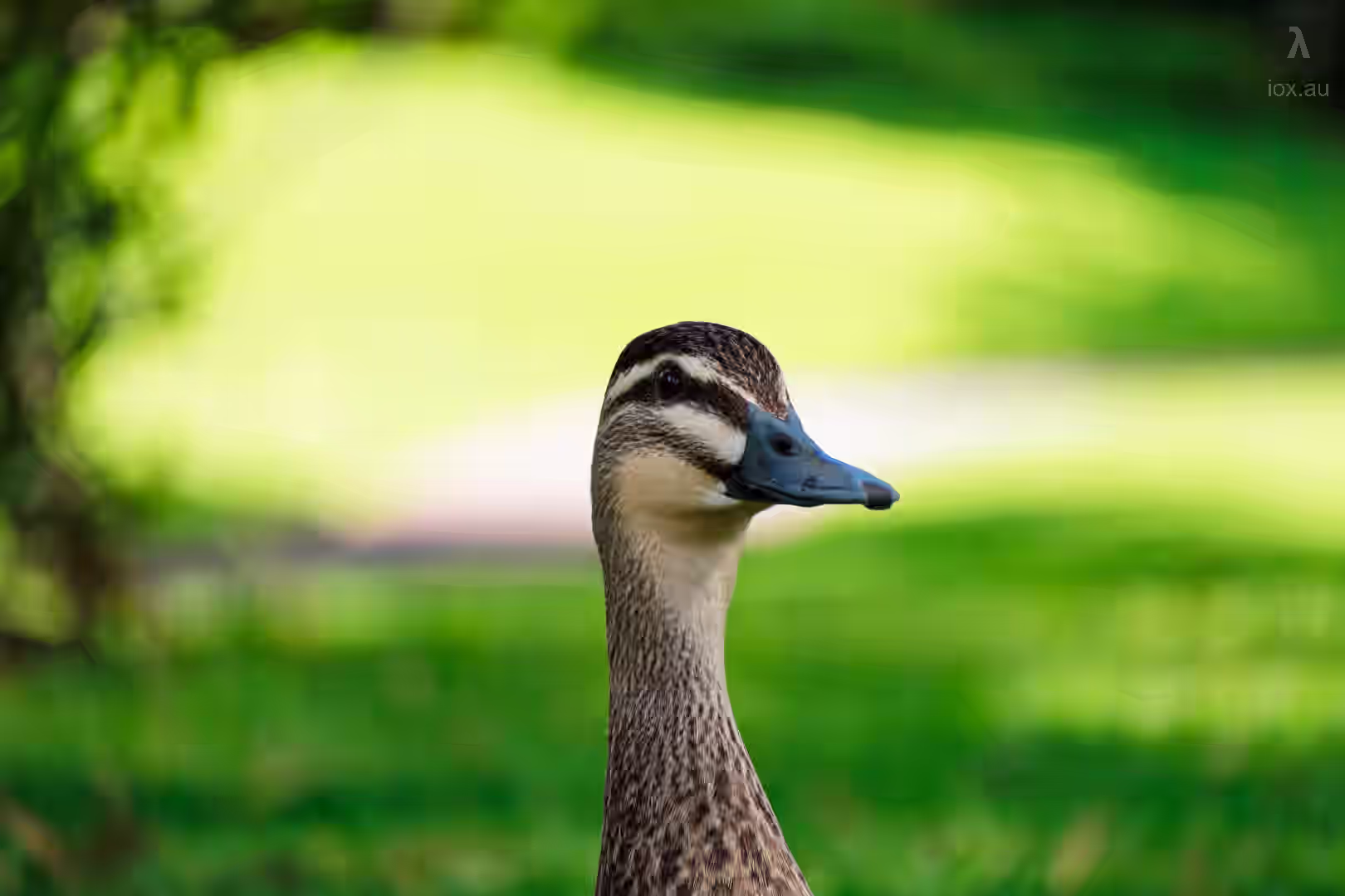 Image from Wildlife album